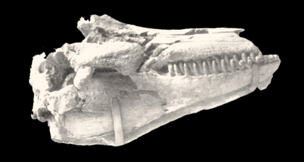 Giovanni Capellini (mammiferi marini fossili)